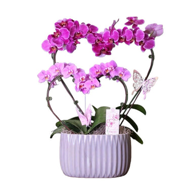 10 in Phalaenopsis Orchid Hearts, Mommy & Me