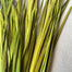 Wild Grass