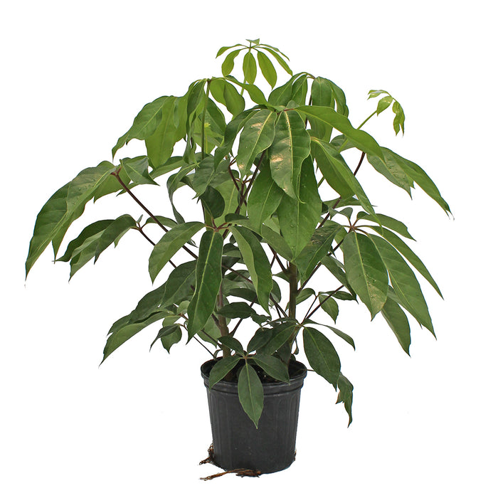 Schefflera Amate