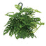 8" Monstera Adonsii Hanging Basket