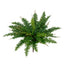 29 in Boston Fern - Green