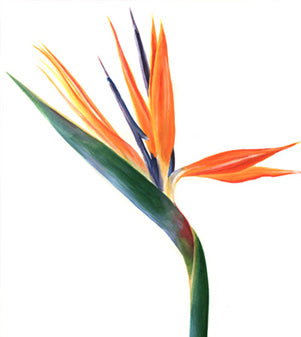 Bird of Paradise