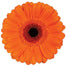 Germini Orange Bueno