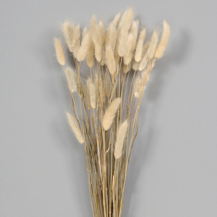 23" Dried Plume Bunch - Natural