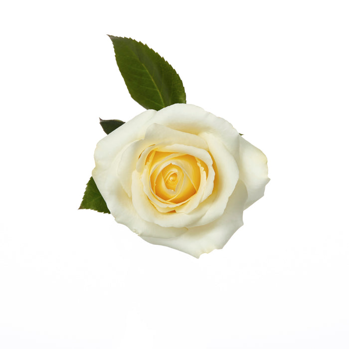 White Roses