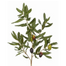 33" Olive Leaf