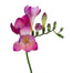 Freesia