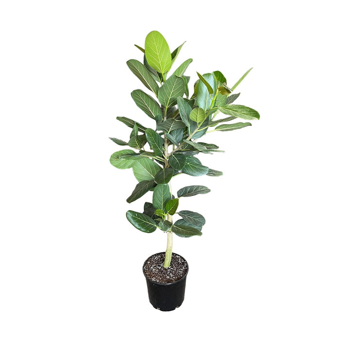 14 in Ficus Audrey Standard