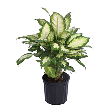 Dieffenbachia