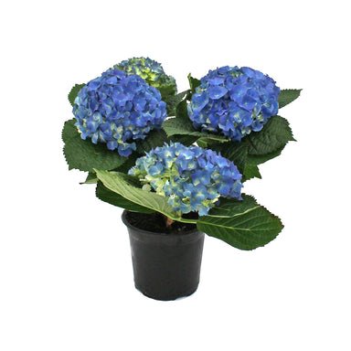 Hydrangea Plant