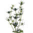 Eryngium