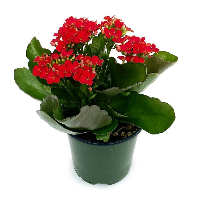 Kalanchoe