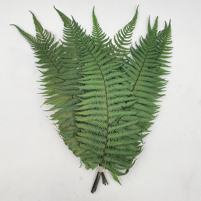 Green Parchment Fern Stem