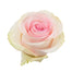 Pink Roses