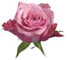Rose Pink Art Deco 50cm