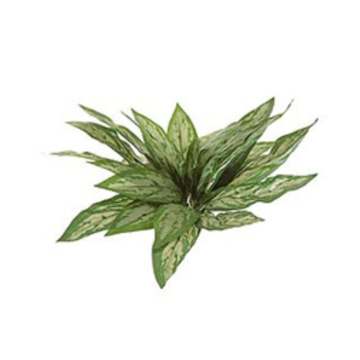 Silver King Bush