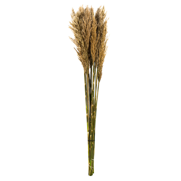 36 in Ivory Plume Reed Bundle