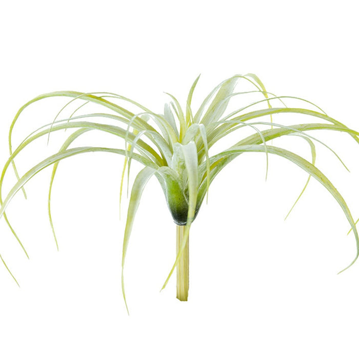 10.5 in Tillandsia Tectorum - Sage