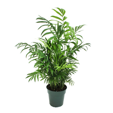 Neanthe Bella Palm