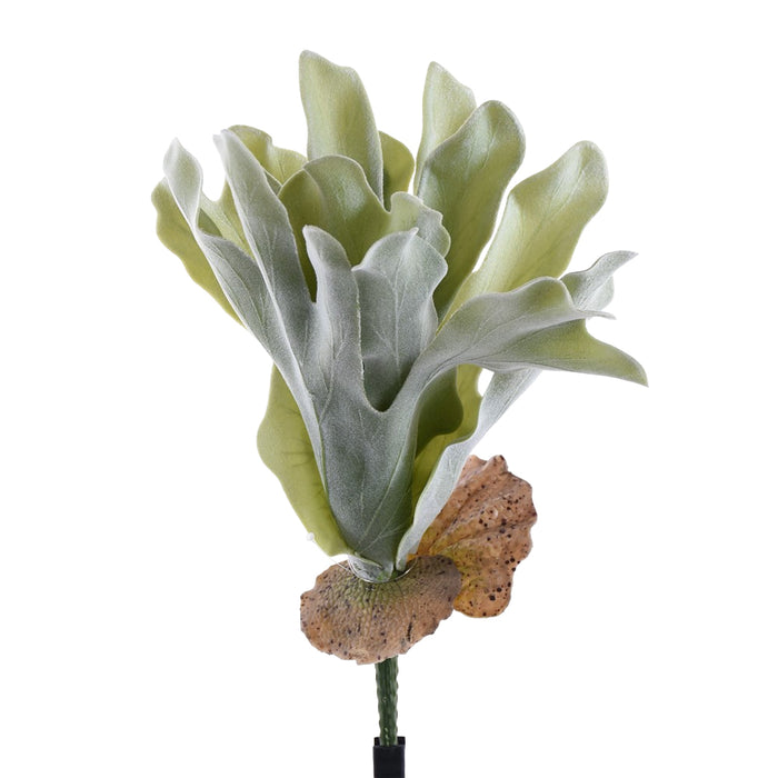14" Staghorn Fern Pick