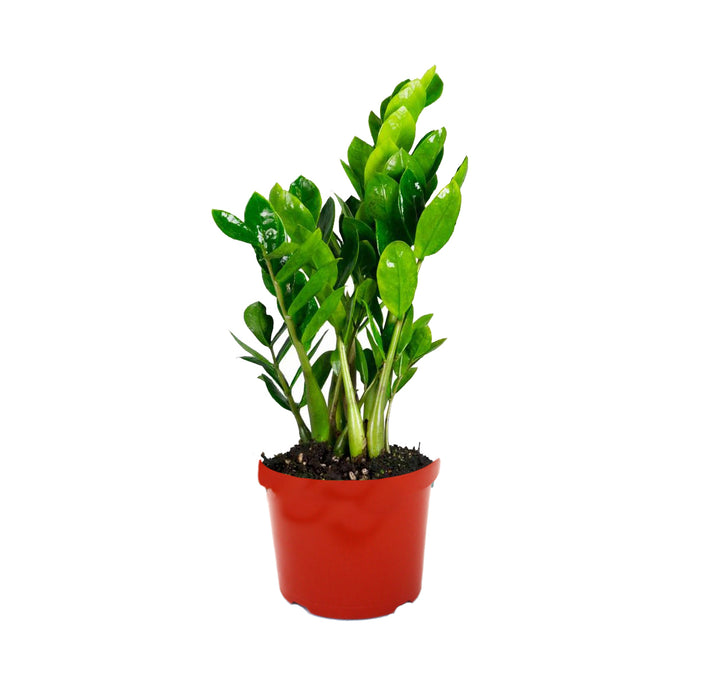 6 in ZZ Plant