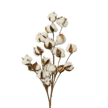 Cotton