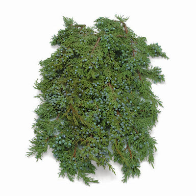 25lb Juniper Case