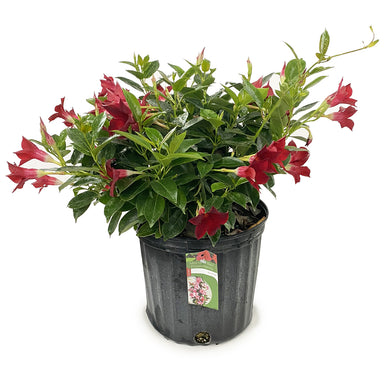 Dipladenia Bush