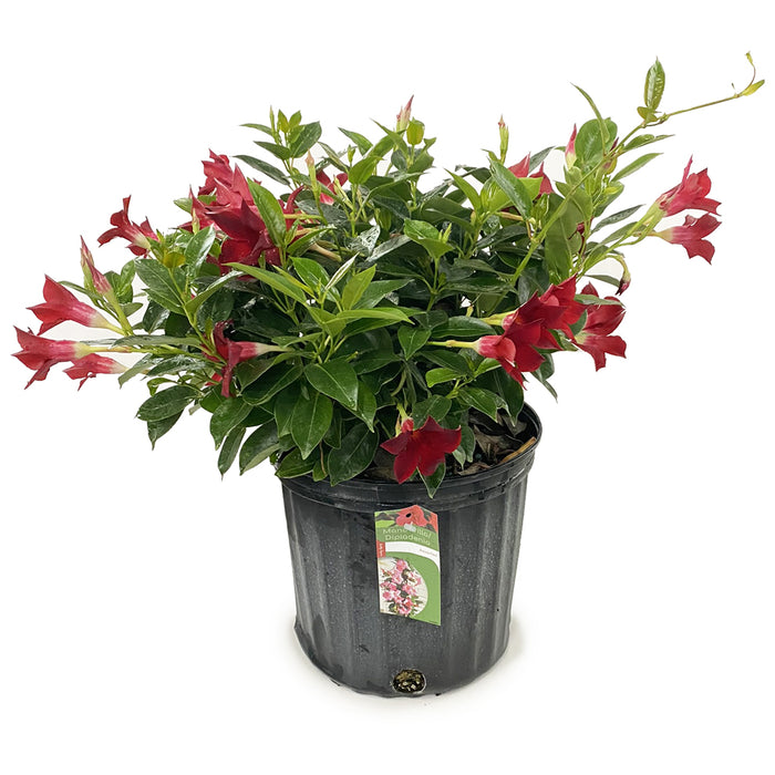Dipladenia Bush