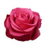 Hot Pink Roses