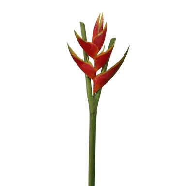 36" Torch Heliconia - Orange/Red