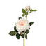 24 in Cabbage Rose Spray