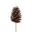 Lacquered Natural Pine Cone