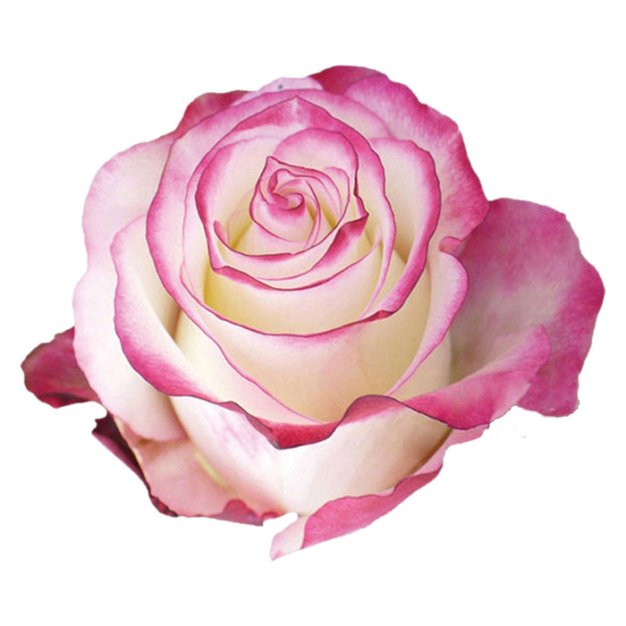 Novelty Roses
