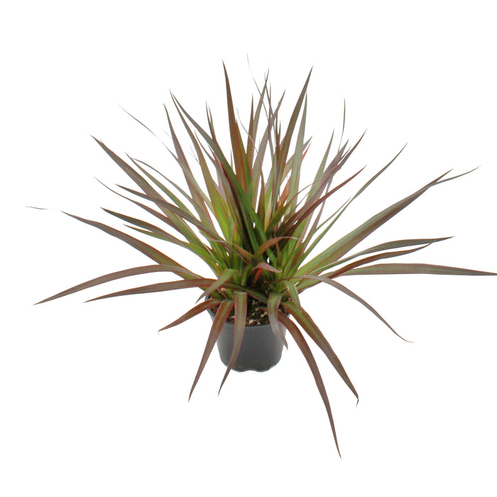 Dracaena Marginata Staggerd