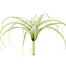 10.5 in Tillandsia Tectorum - Sage