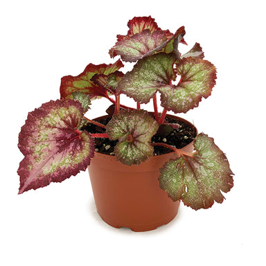 6 in Rex Begonia