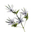 Eryngium