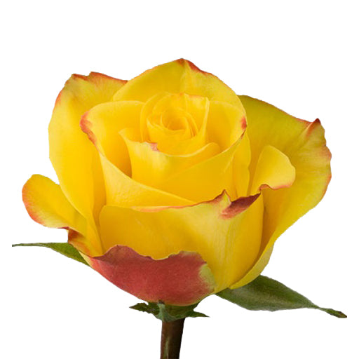 Novelty Roses