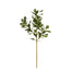 25.5 in Pittosporum - Green