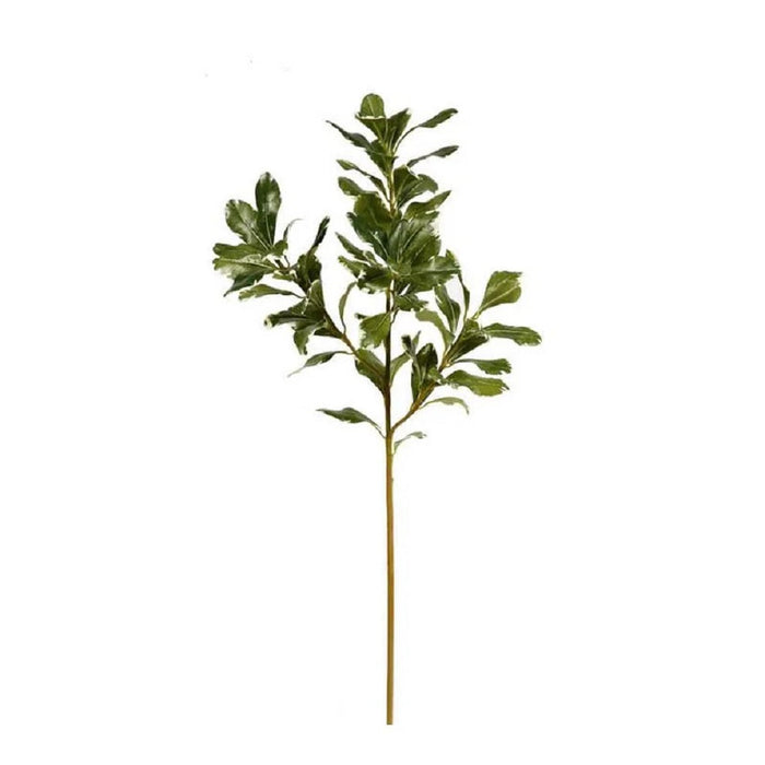 25.5 in Pittosporum - Green