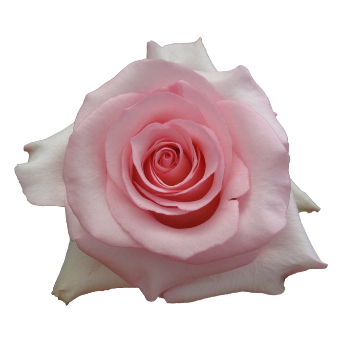 Pink Roses