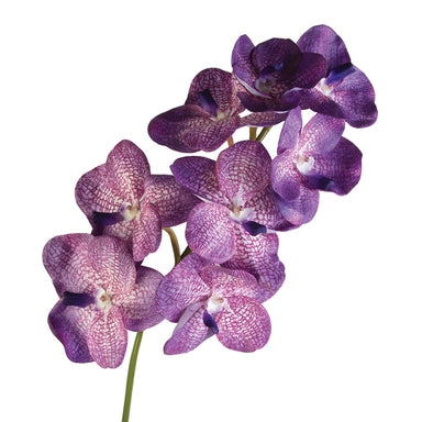 Giant Vanda Spray