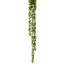 25 In String Pearl Succulent - Green