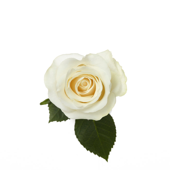 White Roses