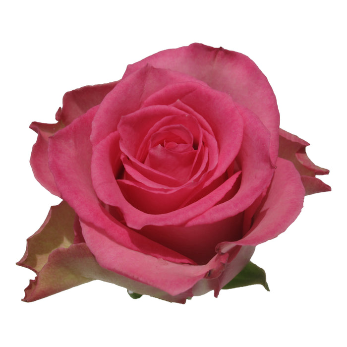 Pink Roses