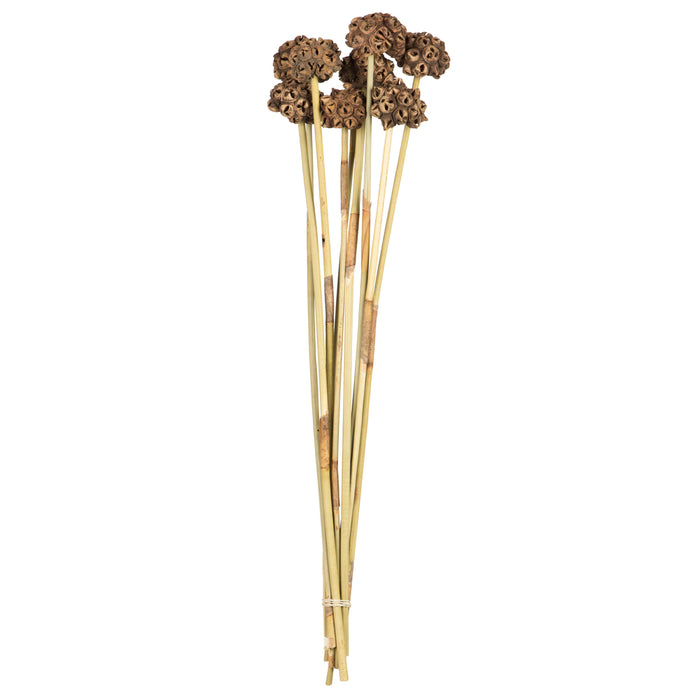 18-24 in Natural Spider Knobs (9 Stem Bunch)