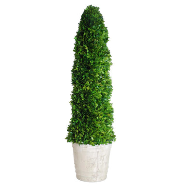 43" Preserved Spiral Topiary - Green