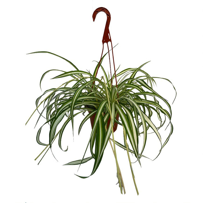 6 In Spider Plant