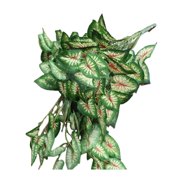 Caladium Bush - Green/Pink